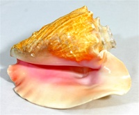 LARGE CONCH SHELL BLOWER