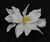 WHITE ORCHID HAIR CLIP