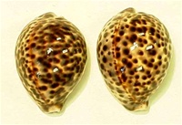 DARK TIGER COWRIE SHELLS / PAIR