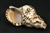 TRITON SHELL BLOWING HORN - MEDIUM 7"-8" Long