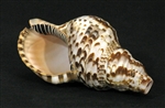 TRITON SHELL BLOWING HORN - MEDIUM 7"-8" Long