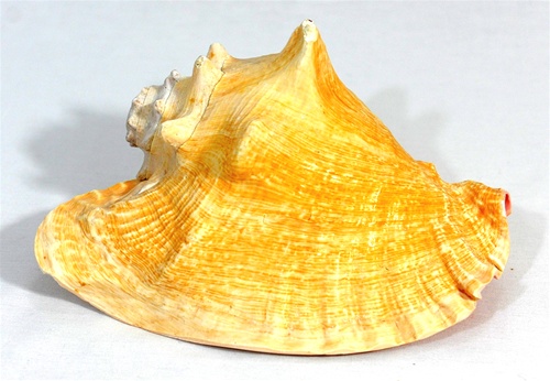 LARGE CONCH SHELL BLOWER