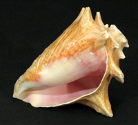 CONCH SHELL BLOWING HORN