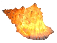 CONCH SHELL AMBIENT ELECTRIC LAMP